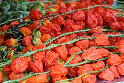 asakusa_hozukiichi03