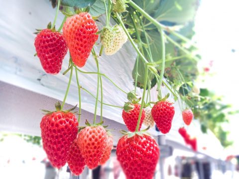 イチゴ狩り高設栽培