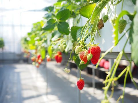 イチゴ狩り高設栽培