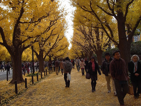 神宮外苑いちょう並木