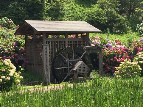 横須賀花しょうぶまつり