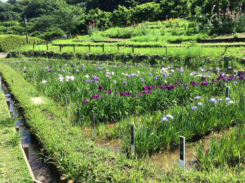 横須賀花しょうぶまつり