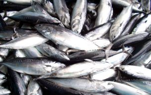 宗田鰹・メジカ