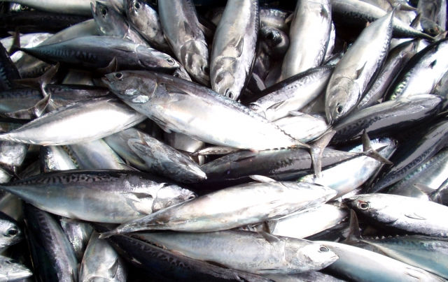 宗田鰹・メジカ