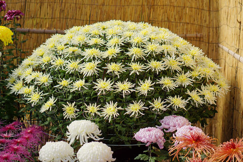 たけふ菊人形 - 千輪菊