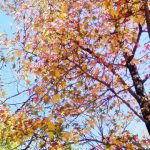 九頭竜紅葉まつり