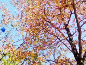 九頭竜紅葉まつり