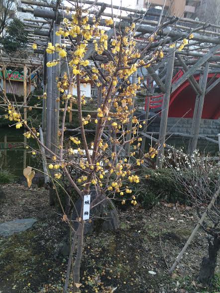 亀戸天神社梅まつりの写真