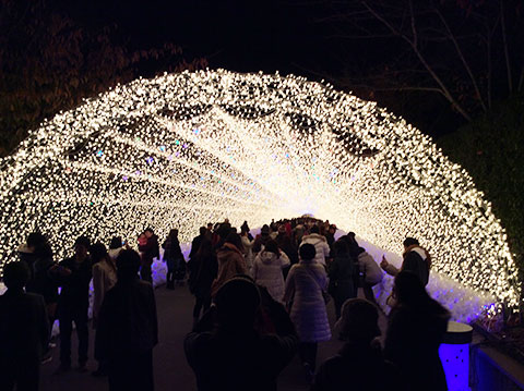 なばなの里イルミネーションの写真