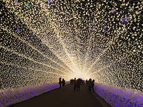 なばなの里ウィンターイルミネーションの写真