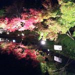 なばなの里イルミネーションの写真