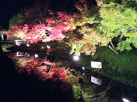 なばなの里イルミネーションの写真