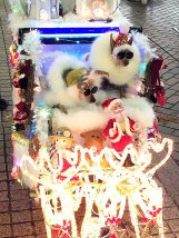 SENDAI光のページェントの写真