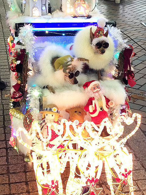 SENDAI光のページェントの写真