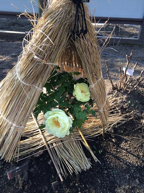 上野東照宮ぼたん祭の写真